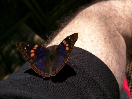 Iguassu Falls Vacation -- Butterflies